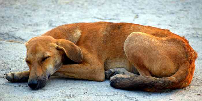 Chiens abandonnés au cour du week end du 15 août.