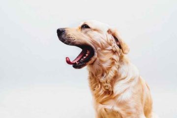 Pourquoi le chien baille ?