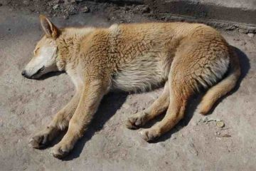 Des chiens vivent dans la zone interdite de Tchernobyl