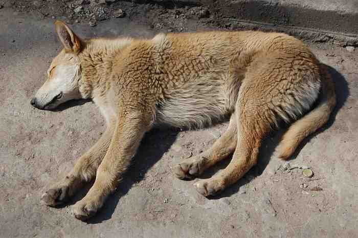 Chien abandonné de Tchernobyl