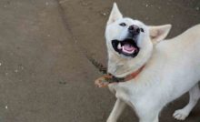 Chien coréen Jindo destiné à la consommation humaine