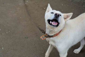 Chien coréen Jindo destiné à la consommation humaine