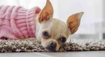 Comment choisir un parfum pour chiens ?