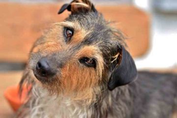 Chien qui écoute différentes langues