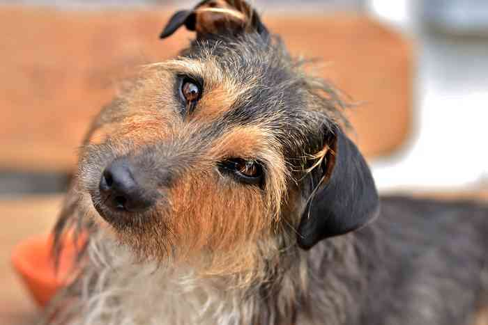 Chien à l'écoute