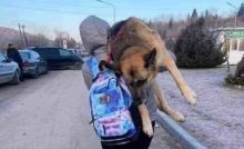 Une femme fuit l'Ukraine avec son chien âgé sur le dos