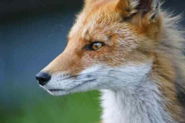 Une jolie tête de renard