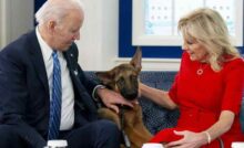 Le berger allemand du couple Biden