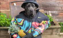 Myst le chien tiktokeur