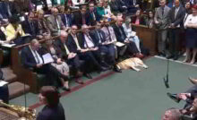 Chien guide d'aveugle du député Steve Darling