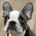 Boston terrier cloné