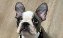 Boston terrier cloné